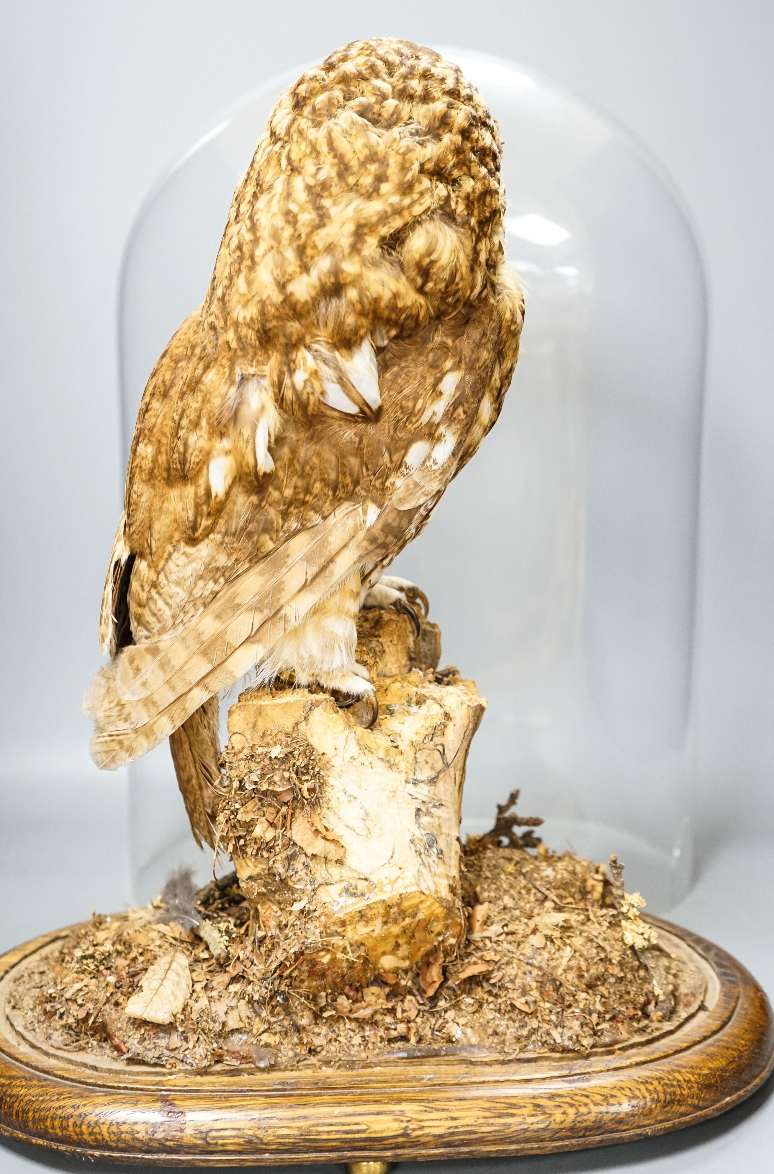 A taxidermy tawny owl under glass dome 48cm